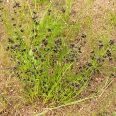 Schoenus apogon at Molonglo Valley, ACT - 23 Nov 2021