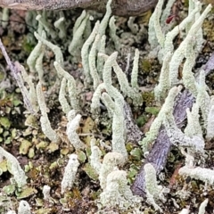 Cladonia sp. (genus) (Cup Lichen) at Denman Prospect 2 Estate Deferred Area (Block 12) - 23 Nov 2021 by tpreston