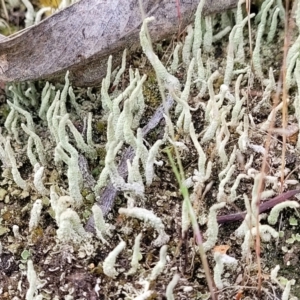 Cladonia sp. (genus) at Molonglo Valley, ACT - 23 Nov 2021