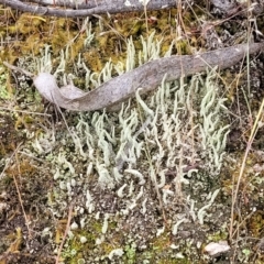 Cladonia sp. (genus) at Molonglo Valley, ACT - 23 Nov 2021