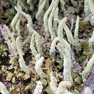 Cladonia sp. (genus) at Molonglo Valley, ACT - 23 Nov 2021