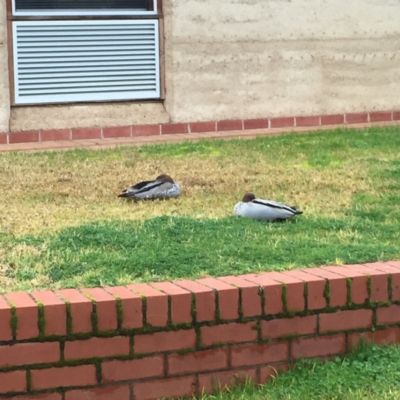 Chenonetta jubata (Australian Wood Duck) at Charles Sturt University - 7 Aug 2017 by Darcy