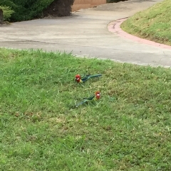 Platycercus eximius (Eastern Rosella) at Thurgoona, NSW - 9 Apr 2017 by Darcy