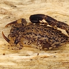 Lychas marmoreus (Little Marbled Scorpion) at Block 402 - 23 Nov 2021 by trevorpreston