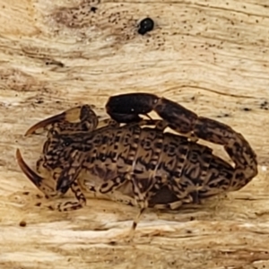 Lychas marmoreus at Stromlo, ACT - 23 Nov 2021 04:12 PM