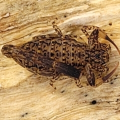 Lychas marmoreus at Stromlo, ACT - 23 Nov 2021 04:12 PM