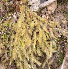 Bartramiaceae at Piney Ridge - 23 Nov 2021 by tpreston