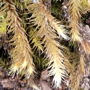 Bartramiaceae at Molonglo Valley, ACT - 23 Nov 2021