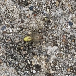 Cheiracanthium sp. (genus) at Aranda, ACT - 23 Nov 2021