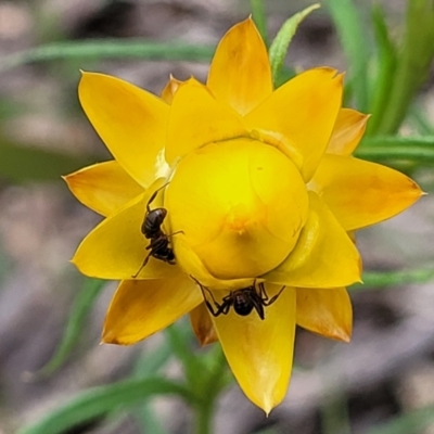 Xerochrysum viscosum (Sticky Everlasting) at Molonglo Valley, ACT - 23 Nov 2021 by tpreston