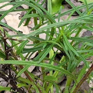 Xerochrysum viscosum at Molonglo Valley, ACT - 23 Nov 2021