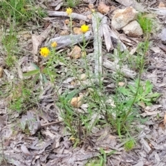 Xerochrysum viscosum at Molonglo Valley, ACT - 23 Nov 2021