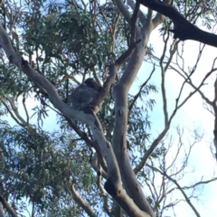 Phascolarctos cinereus (Koala) at Cape Otway, VIC - 10 Jun 2017 by Darcy