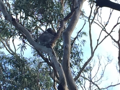 Phascolarctos cinereus (Koala) at Cape Otway, VIC - 9 Jun 2017 by Darcy