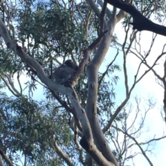 Phascolarctos cinereus (Koala) at Cape Otway, VIC - 9 Jun 2017 by Darcy
