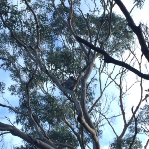 Phascolarctos cinereus at Cape Otway, VIC - 10 Jun 2017