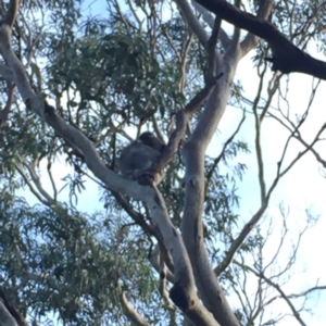 Phascolarctos cinereus at Cape Otway, VIC - 10 Jun 2017