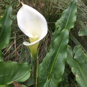 Zantedeschia aethiopica at Healesville, VIC - 15 Sep 2017