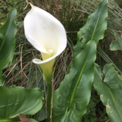 Zantedeschia aethiopica (Arum Lily) at Healesville, VIC - 15 Sep 2017 by Darcy