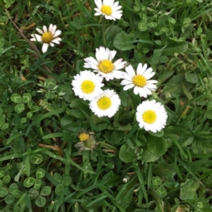 Bellis perennis at Healesville, VIC - 15 Sep 2017