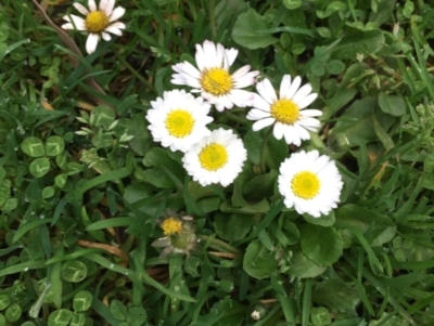 Bellis perennis (Lawn Daisy, English Daisy) at Healesville, VIC - 15 Sep 2017 by Darcy