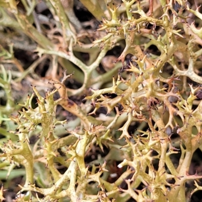 Cladia aggregata (A lichen) at Block 402 - 23 Nov 2021 by trevorpreston