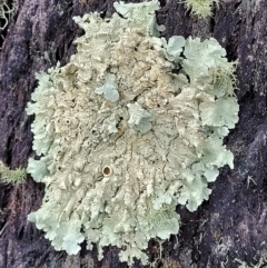 Parmeliaceae (family) (A lichen family) at Block 402 - 23 Nov 2021 by trevorpreston