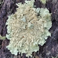 Parmeliaceae (family) (A lichen family) at Denman Prospect 2 Estate Deferred Area (Block 12) - 23 Nov 2021 by tpreston