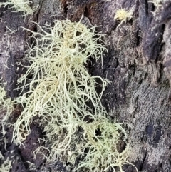 Usnea sp. (genus) (Bearded lichen) at Piney Ridge - 23 Nov 2021 by tpreston