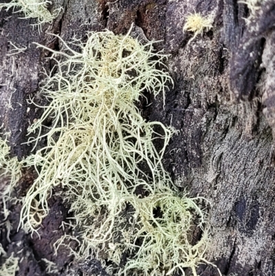 Usnea sp. (genus) (Bearded lichen) at Block 402 - 23 Nov 2021 by trevorpreston
