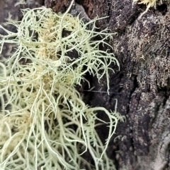 Usnea sp. (genus) at Molonglo Valley, ACT - 23 Nov 2021