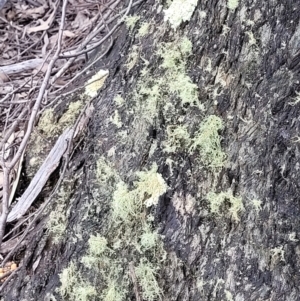 Usnea sp. (genus) at Molonglo Valley, ACT - 23 Nov 2021
