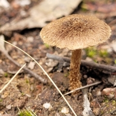 Inocybe sp. (Inocybe) at Piney Ridge - 23 Nov 2021 by tpreston