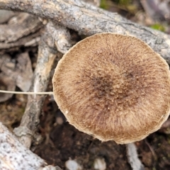 Inocybe sp. at Stromlo, ACT - 23 Nov 2021