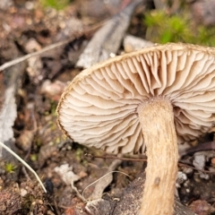 Inocybe sp. at Stromlo, ACT - 23 Nov 2021 04:09 PM