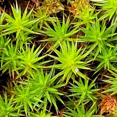Polytrichaceae sp. (family) (A moss) at Piney Ridge - 23 Nov 2021 by tpreston