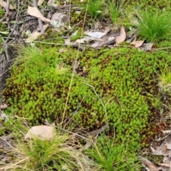 Polytrichaceae sp. (family) at Stromlo, ACT - 23 Nov 2021