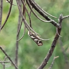 Eusemocosma pruinosa (Philobota Group Concealer Moth) at Denman Prospect 2 Estate Deferred Area (Block 12) - 23 Nov 2021 by tpreston