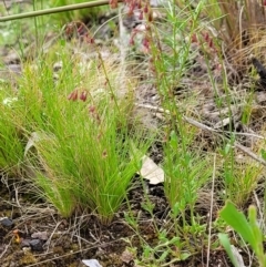 Gonocarpus tetragynus at Molonglo Valley, ACT - 23 Nov 2021