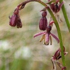 Gonocarpus tetragynus at Molonglo Valley, ACT - 23 Nov 2021