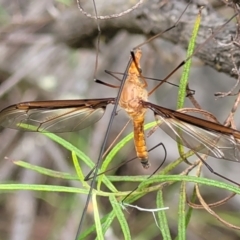 Leptotarsus (Macromastix) costalis (Common Brown Crane Fly) at Block 402 - 23 Nov 2021 by trevorpreston