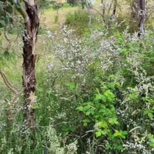 Leptospermum obovatum at Molonglo Valley, ACT - 23 Nov 2021