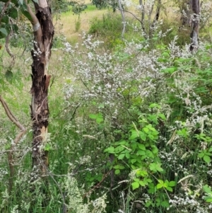 Leptospermum obovatum at Molonglo Valley, ACT - 23 Nov 2021 03:59 PM