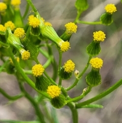 Senecio hispidulus (Hill Fireweed) at Block 402 - 23 Nov 2021 by trevorpreston