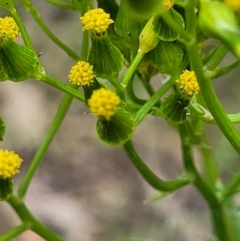 Senecio hispidulus at Stromlo, ACT - 23 Nov 2021