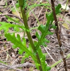 Senecio hispidulus at Stromlo, ACT - 23 Nov 2021