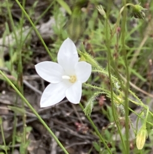 Wahlenbergia stricta subsp. stricta at Stromlo, ACT - 22 Nov 2021