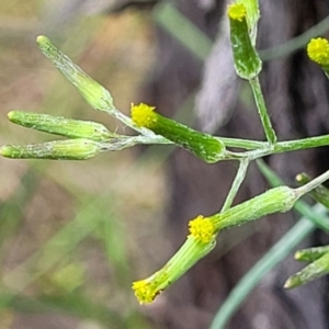 Senecio quadridentatus at Stromlo, ACT - 23 Nov 2021 03:55 PM