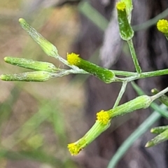 Senecio quadridentatus (Cotton Fireweed) at Stromlo, ACT - 23 Nov 2021 by tpreston