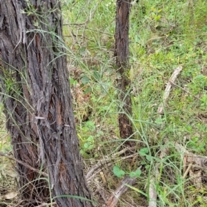 Senecio quadridentatus at Stromlo, ACT - 23 Nov 2021